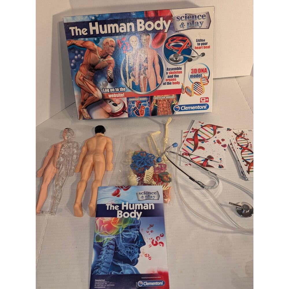 The Human Body Skeleton Organs Model Science Play EducationalDNA Model